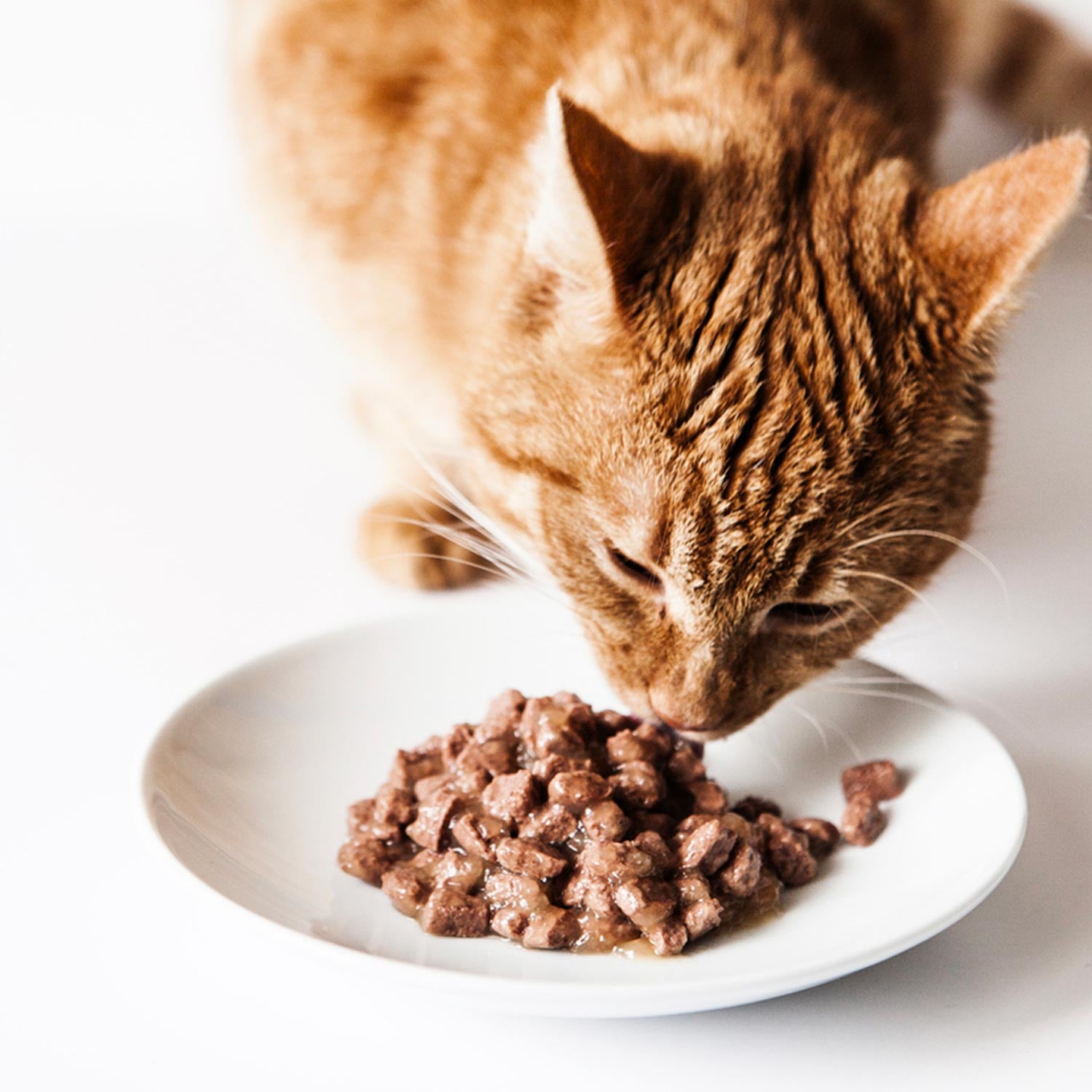 multivitamin cat food