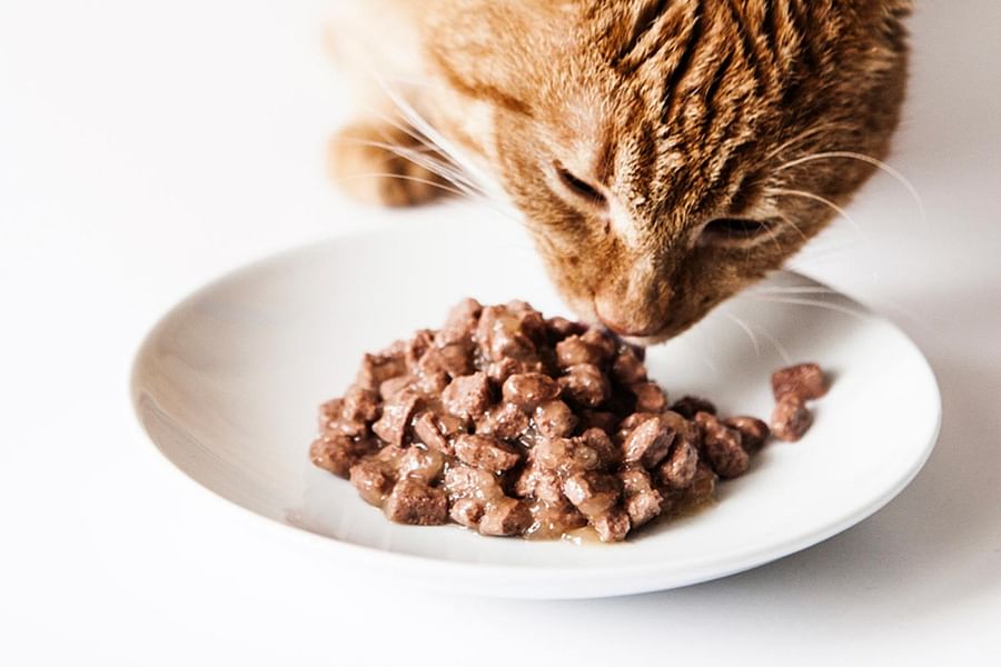 multivitamin cat food