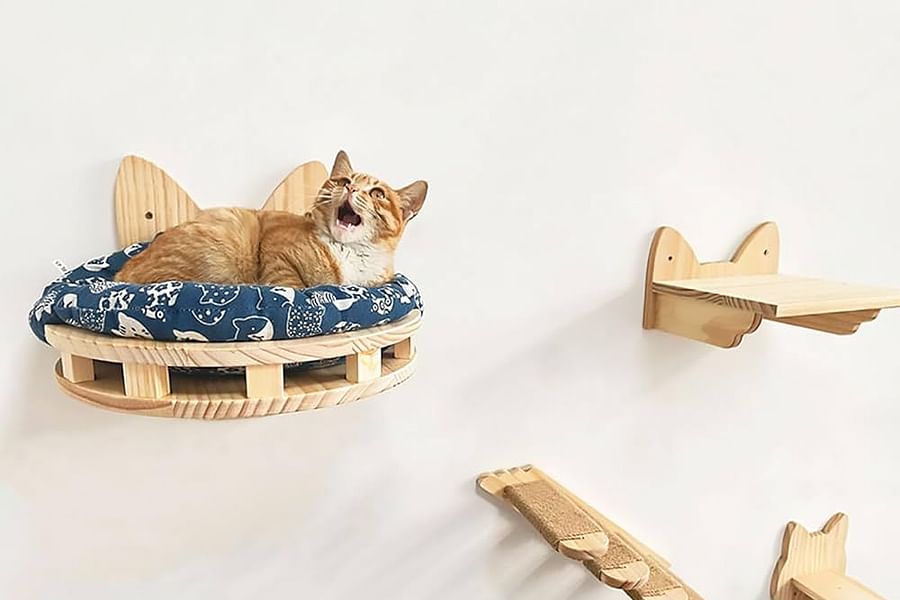 cat jumping between furniture