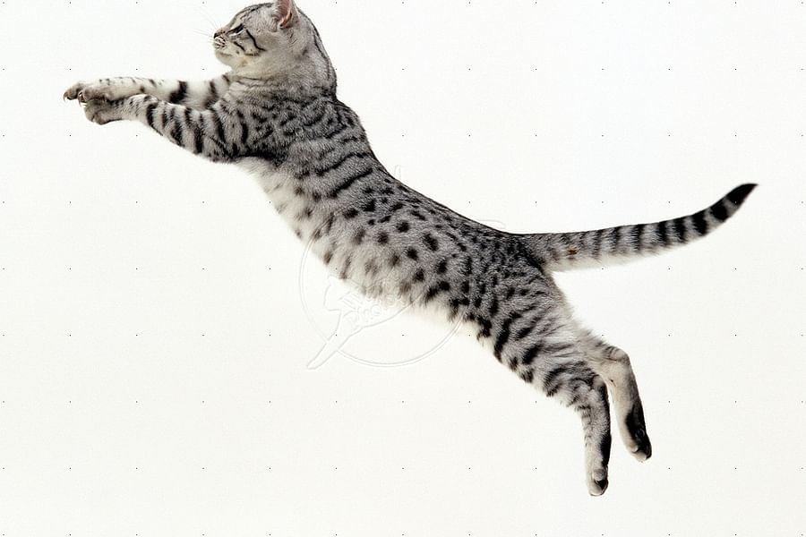 cat jumping on refrigerator