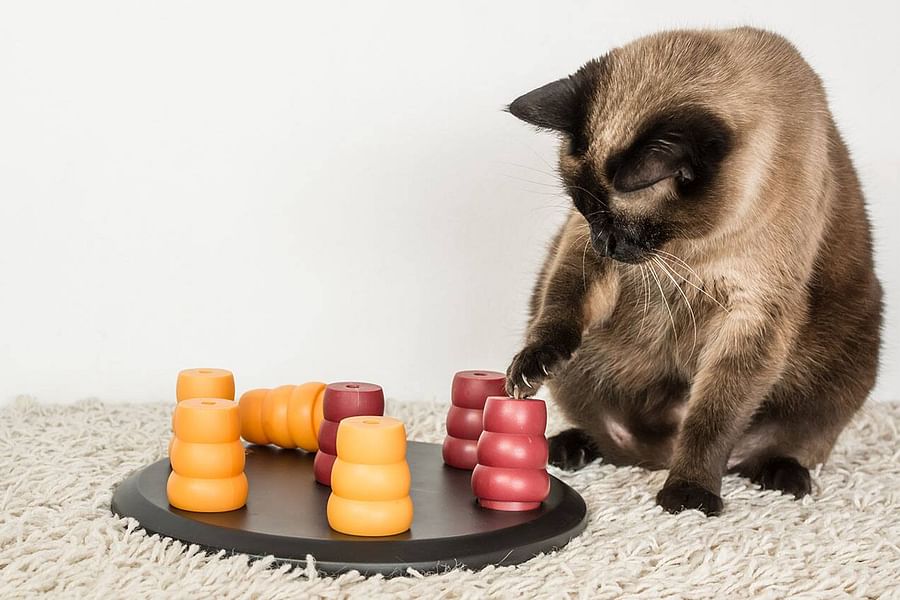 cat jumping to countertop