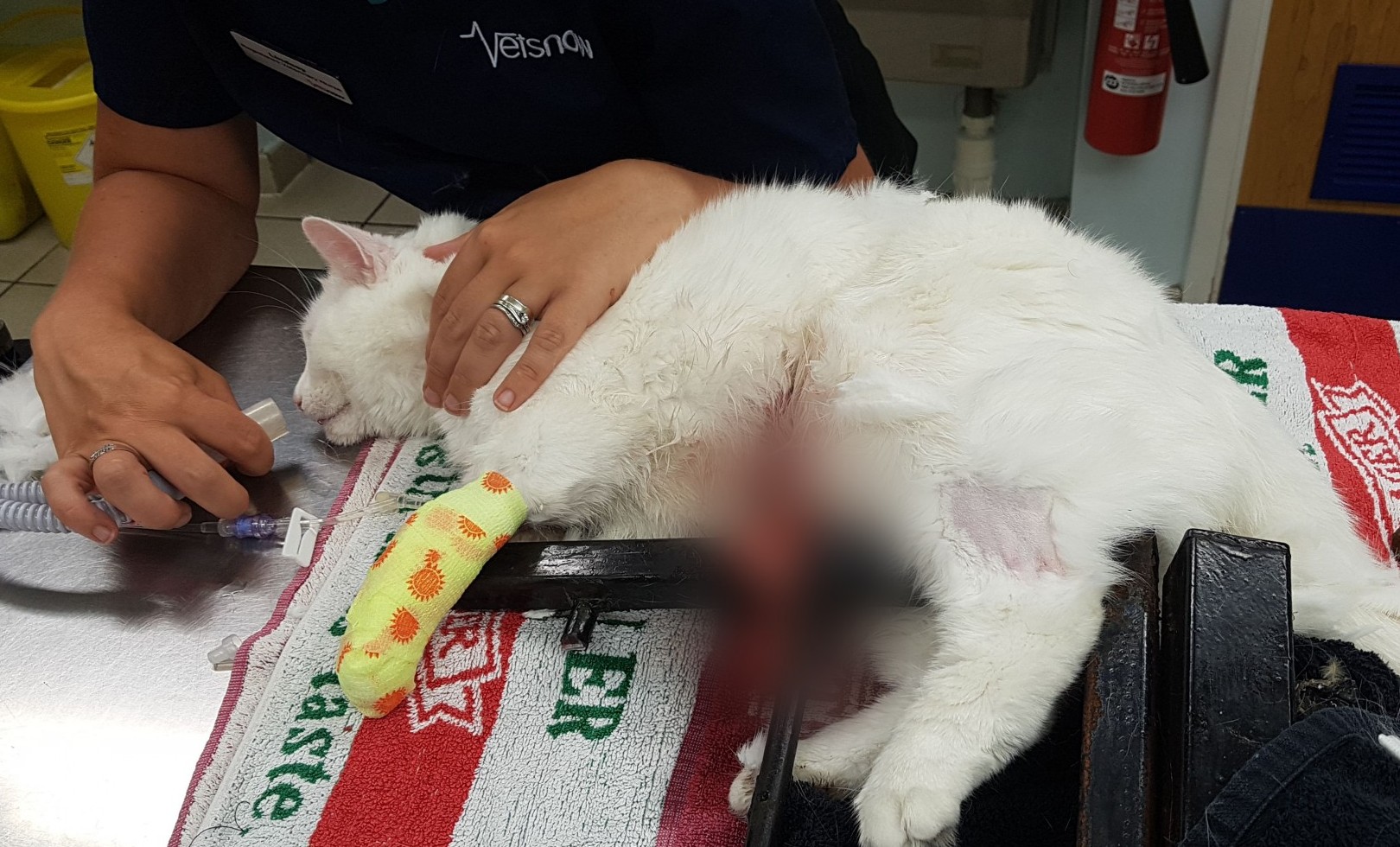 cat leaping to window sill