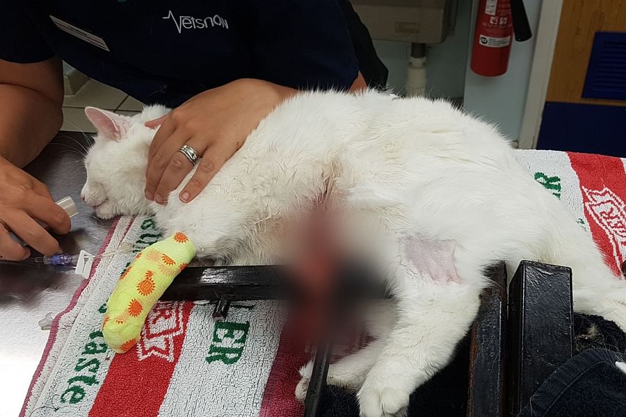 cat leaping to window sill