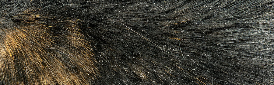 Close-up image of cat fur with visible dandruff flakes