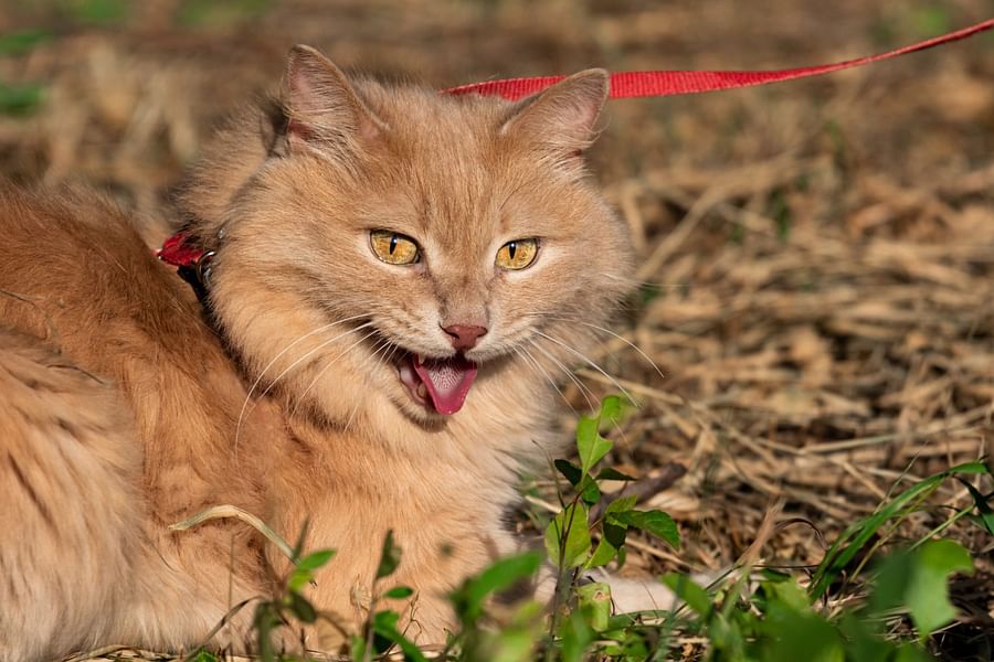 Close-up image of a cat panting
