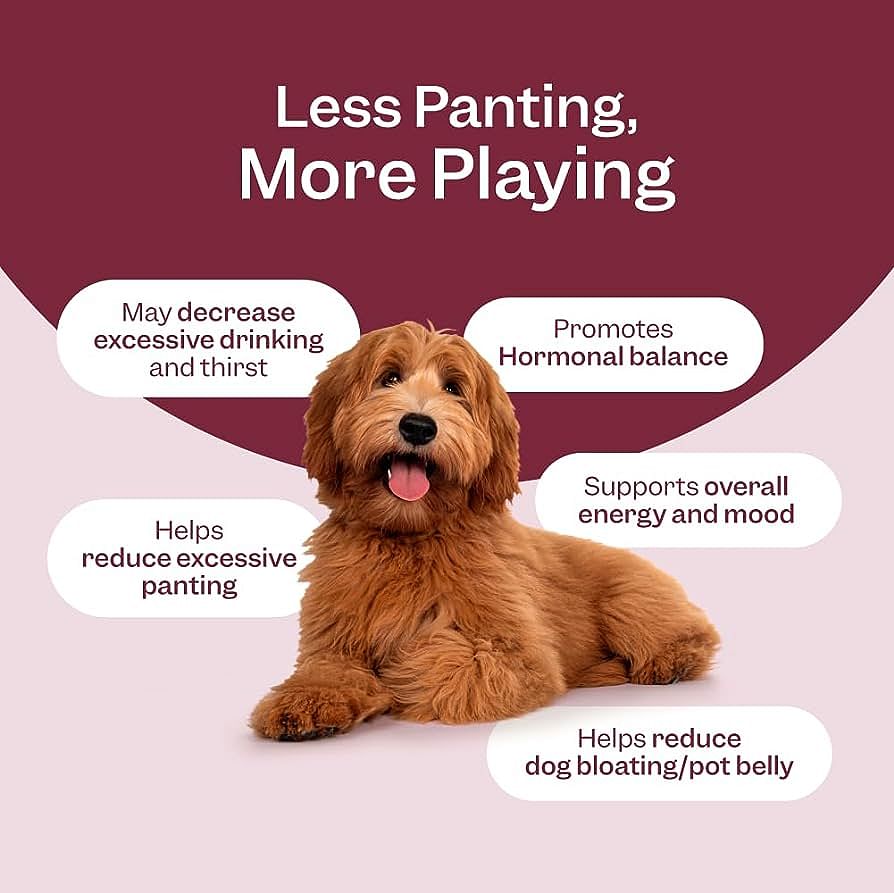 Facing the Famine How Long Can a Cat Survive Without Eating and What