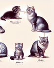 From Kitten to Cat: The Complete Lifecycle of a Cat’s Development and Growth