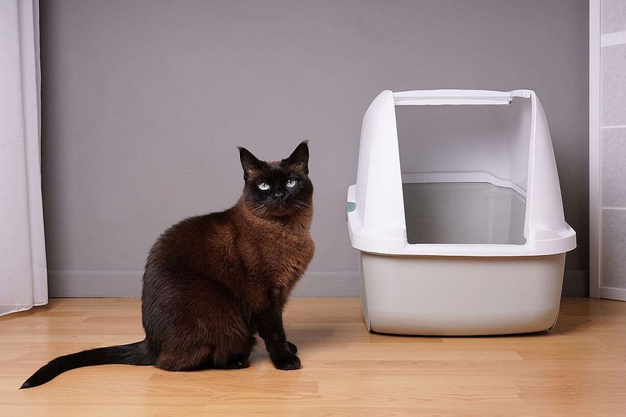A domestic cat sitting next to its litter box