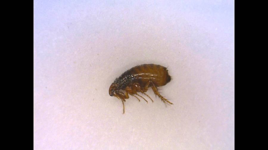 Identifying Parasites What Do Cat Fleas Look Like to the Human Eye?