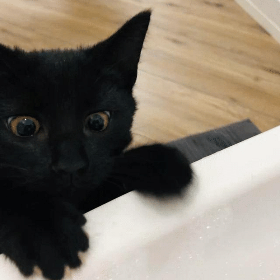 Identifying Parasites What Do Cat Fleas Look Like to the Human Eye?