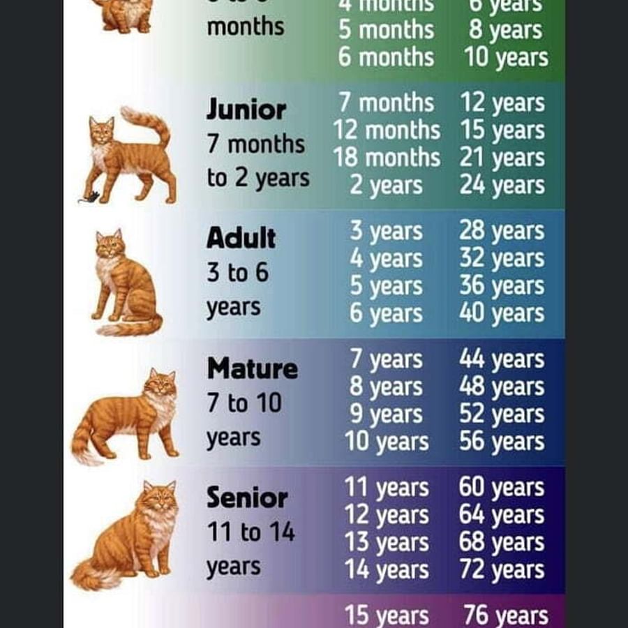 Chart depicting the various life stages of a cat from kittenhood to senior age
