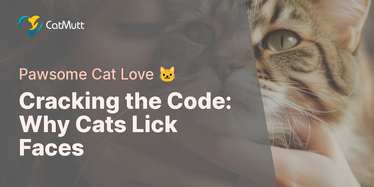 Deciphering Feline Affection Why Does My Cat Lick My Face?