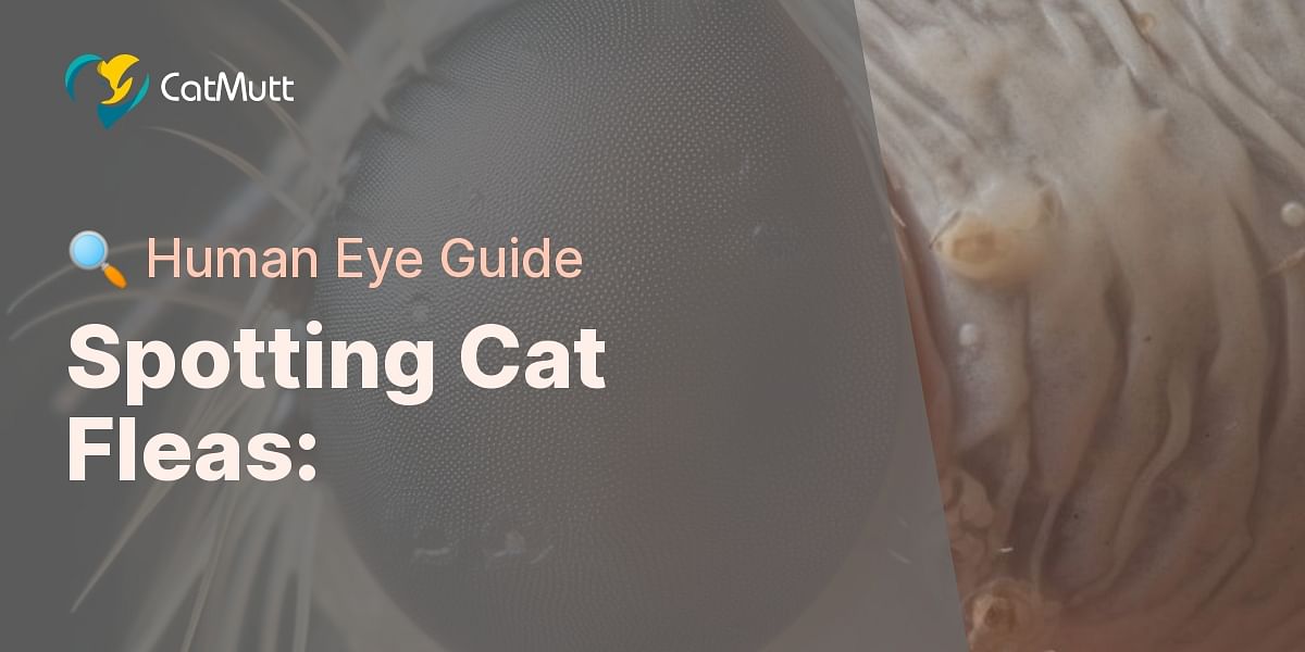 Identifying Parasites What Do Cat Fleas Look Like to the Human Eye?