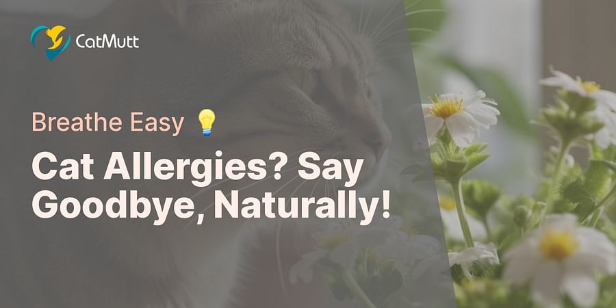 Cat Allergies? Say Goodbye, Naturally! - Breathe Easy 💡