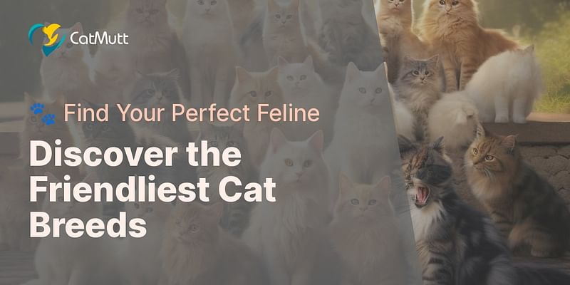 Discover the Friendliest Cat Breeds - 🐾 Find Your Perfect Feline