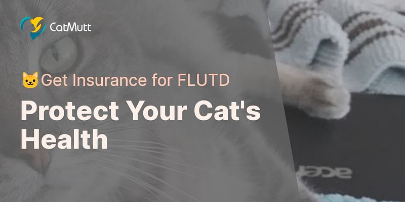 Protect Your Cat's Health - 🐱Get Insurance for FLUTD