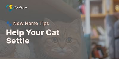 Help Your Cat Settle - 🐾 New Home Tips
