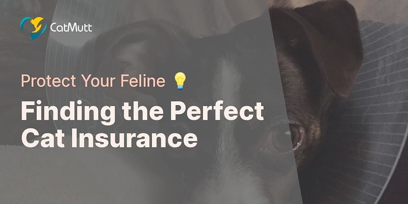 Finding the Perfect Cat Insurance - Protect Your Feline 💡