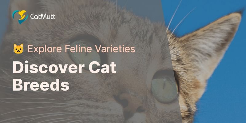 Discover Cat Breeds - 🐱 Explore Feline Varieties