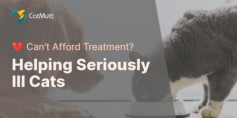 Helping Seriously Ill Cats - 💔 Can't Afford Treatment?