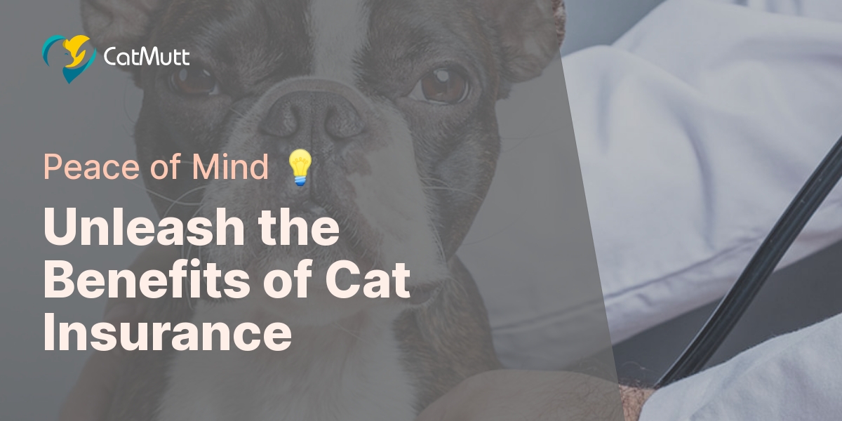 What Is Cat Insurance?