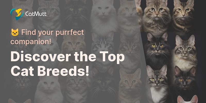 Discover the Top Cat Breeds! - 🐱 Find your purrfect companion!