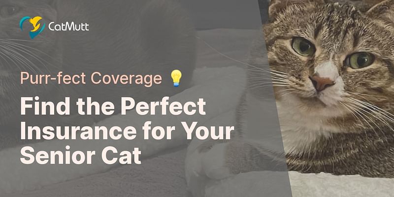 Find the Perfect Insurance for Your Senior Cat - Purr-fect Coverage 💡