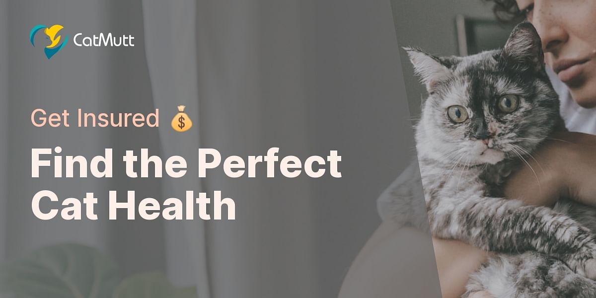 Choosing the Right Cat Health Insurance Quiz | Cat Mutt