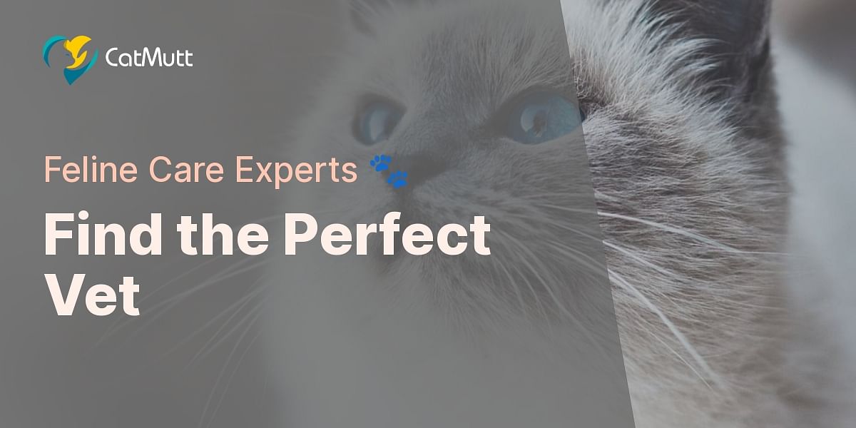 Choosing the Right Vet for Your Cat Cat Mutt