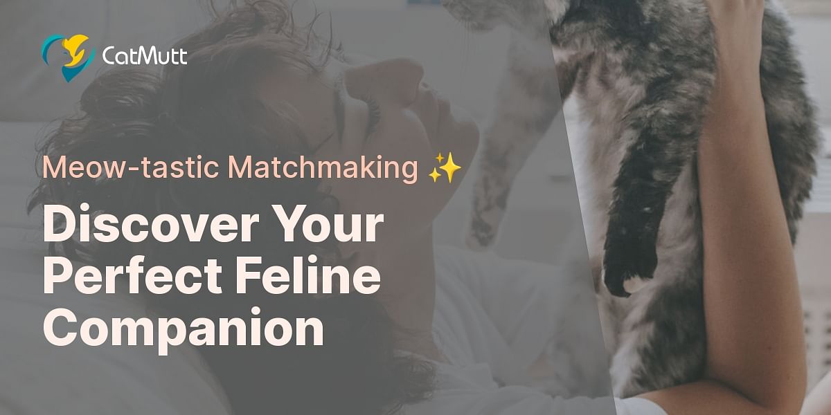 Find the Perfect Cat Breed for You Cat Mutt
