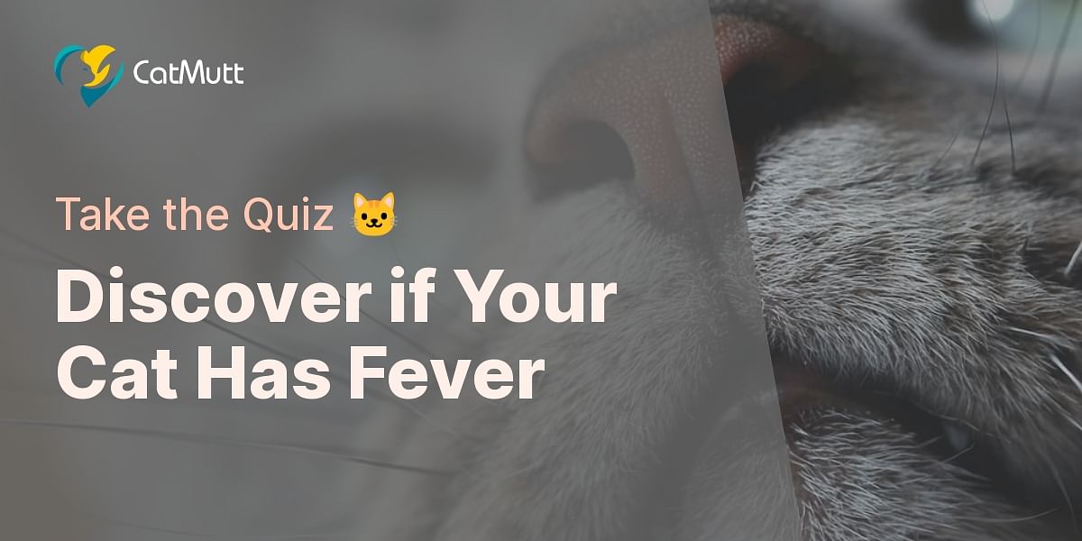 Identifying Cat Fever Symptoms Quiz Cat Mutt