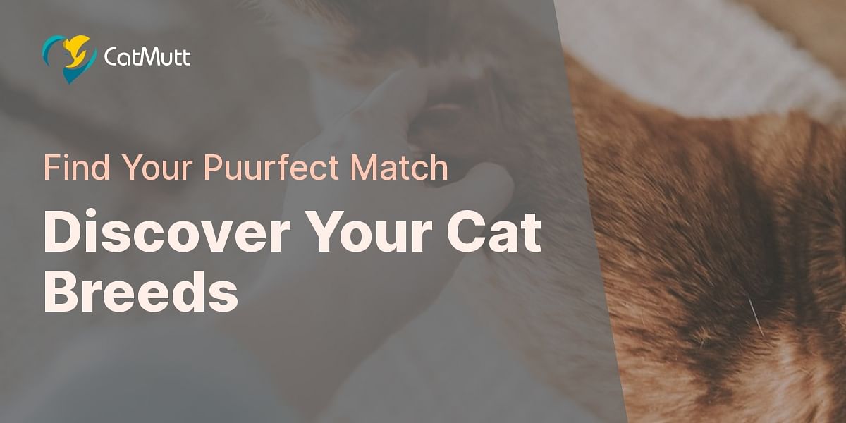 Test Your Knowledge Know Your Cat Breeds Quiz 🐱