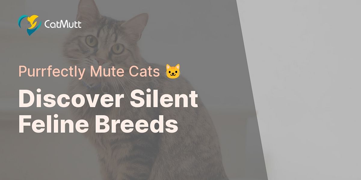 QUIZ Identify Quiet Cat Breeds Cat Mutt
