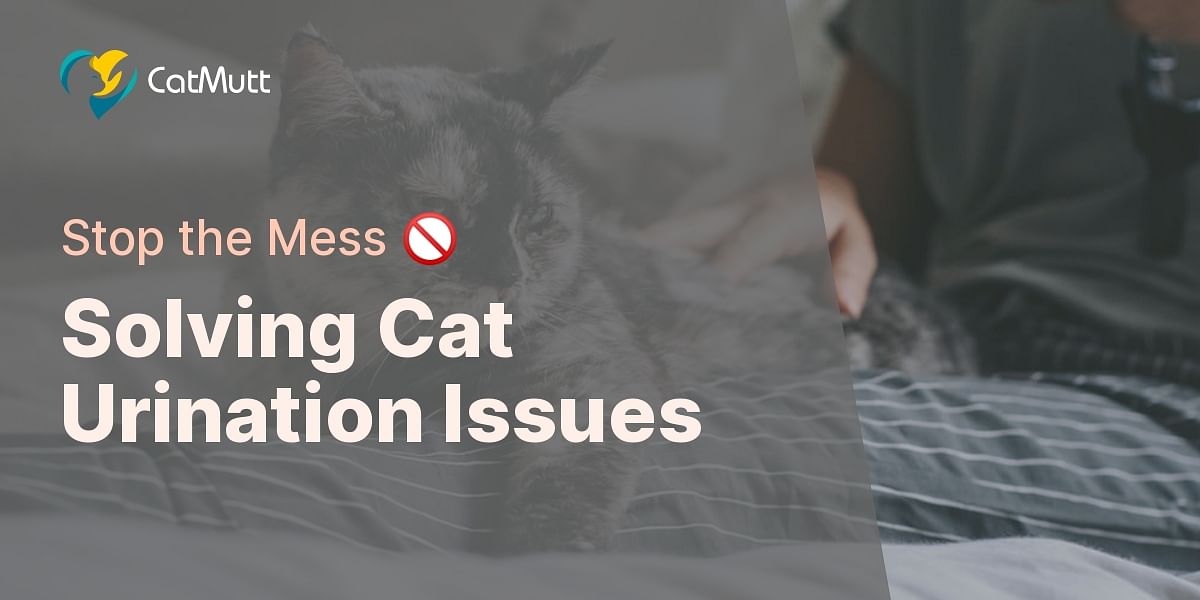 Resolving Inappropriate Urination in Cats A StepbyStep Guide