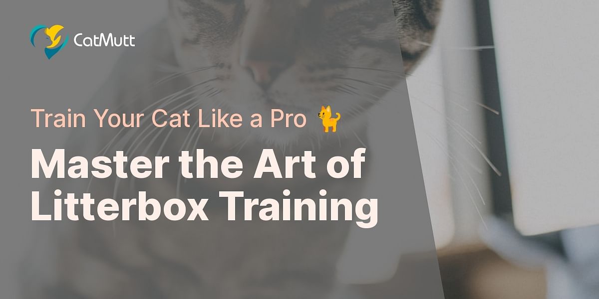 StepbyStep Guide on How to Litterbox Train a Cat Cat Mutt