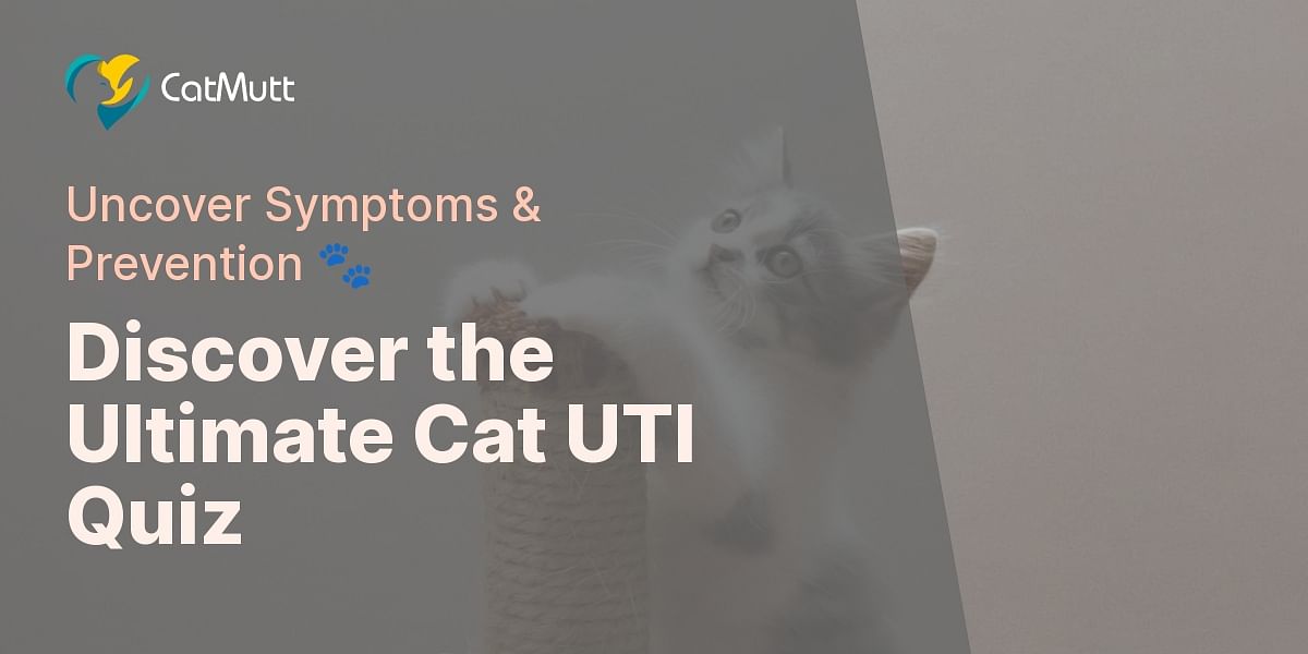 Cat UTI Symptoms and Prevention Quiz Cat Mutt