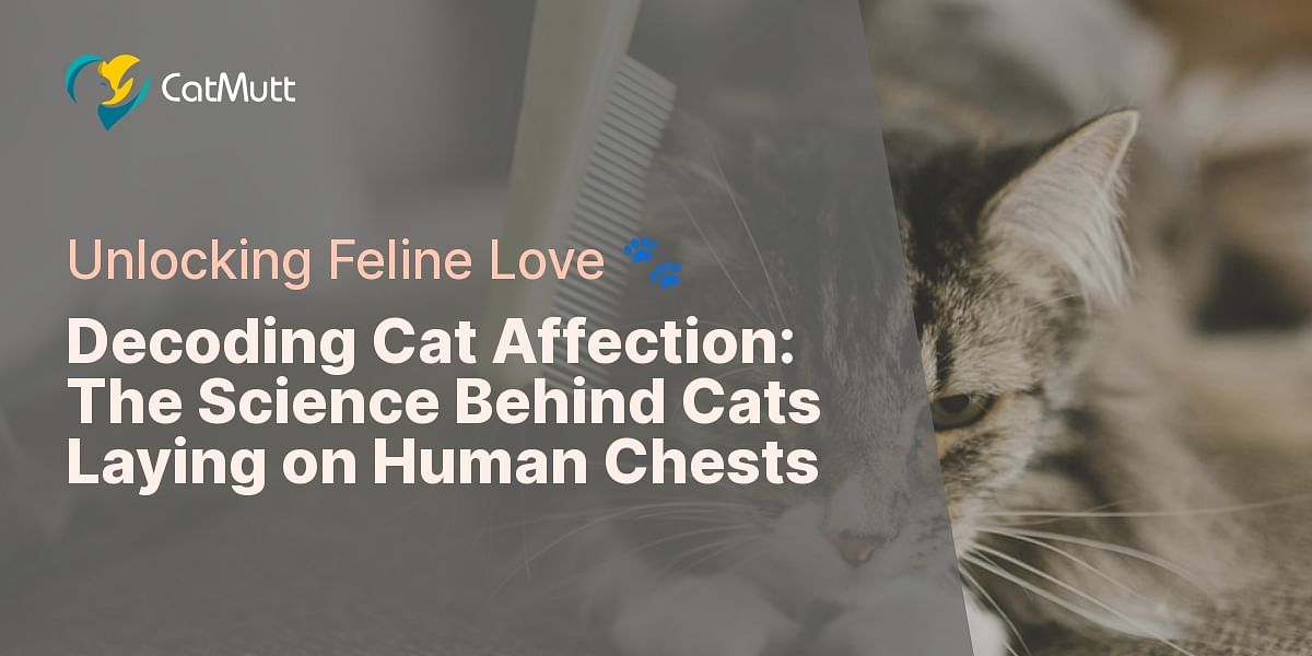 Understanding Cat Affection Why Cats Lay on Human Chests and More