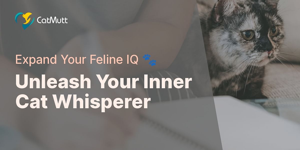 Understanding Cat Behavior Quiz Test Your Knowledge Cat Mutt