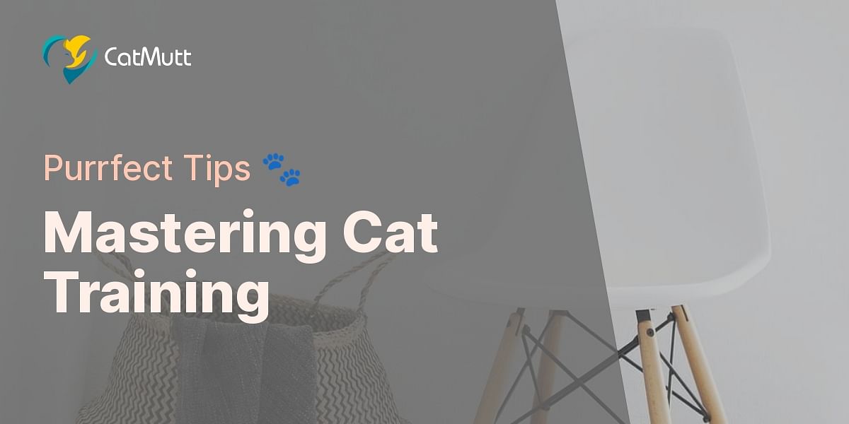 Understanding Cat Discipline Methods Tips for Effective Cat Training