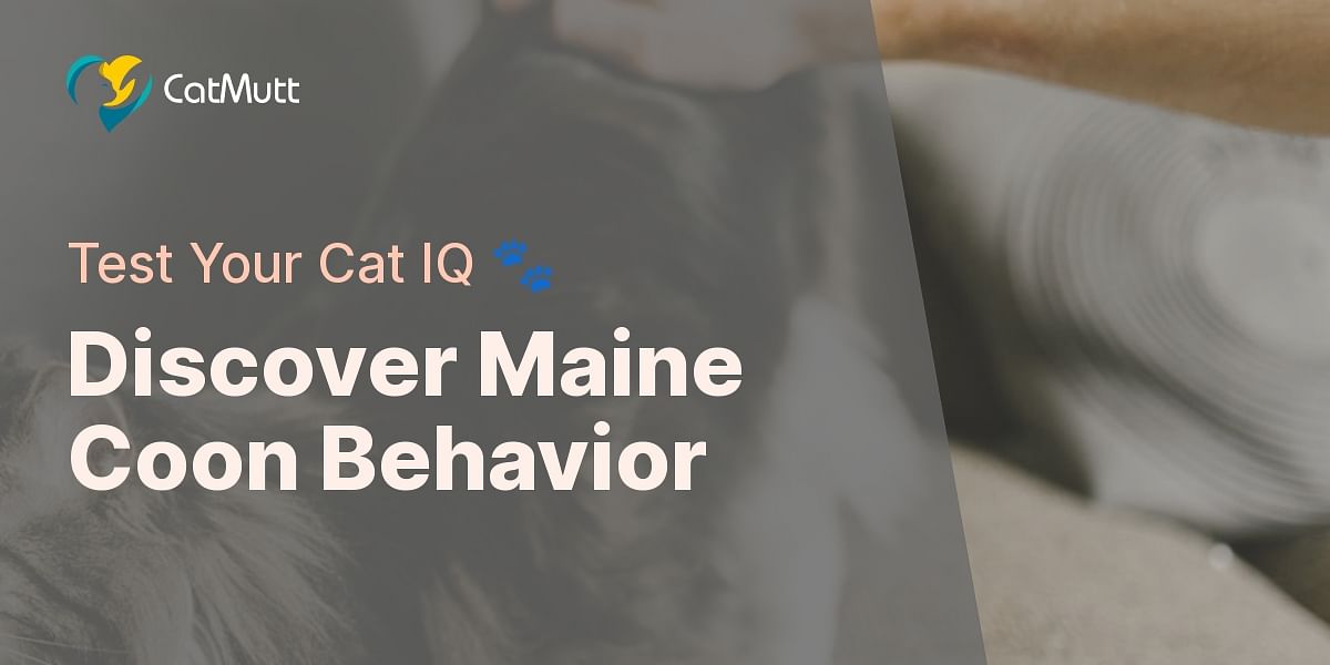 Understanding Maine Coon Behavior Quiz | Cat Mutt