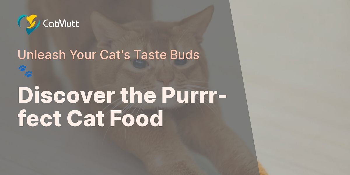 What's the Best Food for Your Cat? Take Our Quiz and Find Out!
