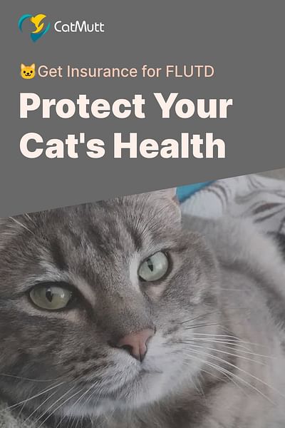 Protect Your Cat's Health - 🐱Get Insurance for FLUTD