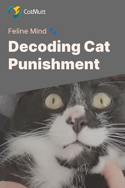 Decoding Cat Punishment - Feline Mind 🐾