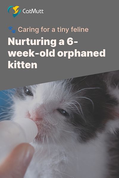 Nurturing a 6-week-old orphaned kitten - 🐾 Caring for a tiny feline