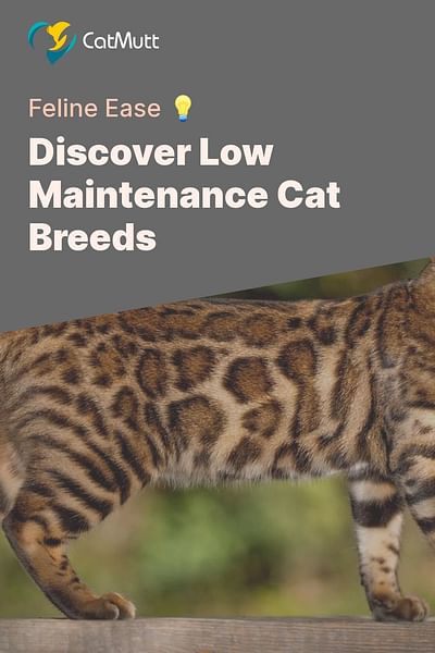 Discover Low Maintenance Cat Breeds - Feline Ease 💡