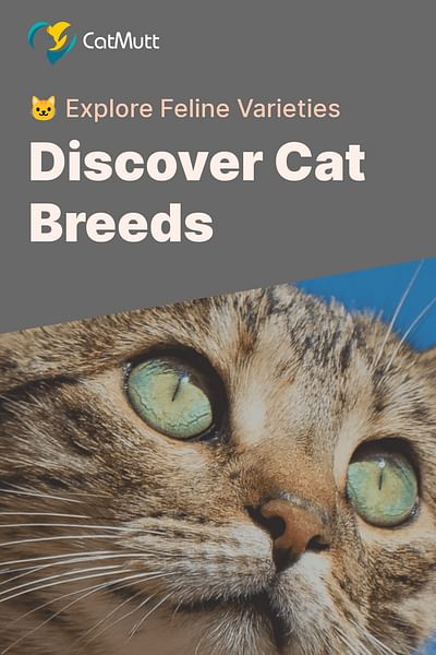 Discover Cat Breeds - 🐱 Explore Feline Varieties