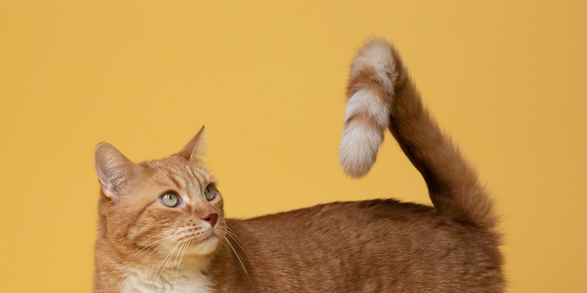 Understanding Cat Behavior Cat Mutt differences-between-neutered-un-neutered-cats-general-cat-health