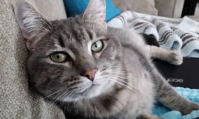 Can I get pet insurance coverage for my cat with FLUTD?