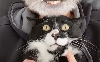 Do cats perceive punishment differently than humans?