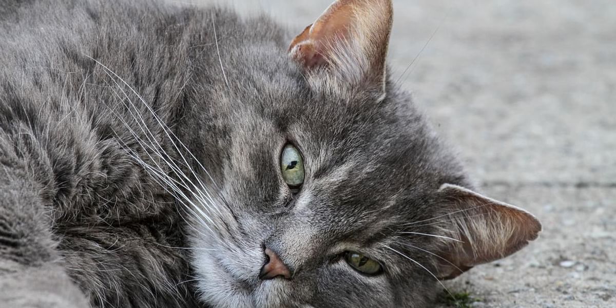 Do cats recognize when humans mimic their typical body language?